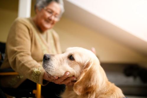 Chien : acteur de l'aidance